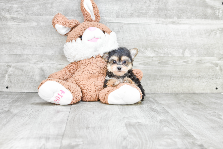 Adorable Yorkie Designer Puppy