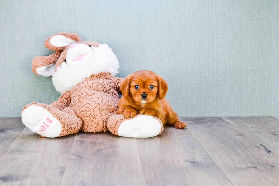 Happy Cavalier King Charles Spaniel Purebred Puppy