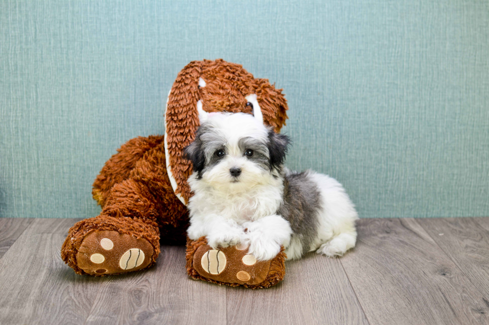 Akc Registered Havanese Purebred Pup