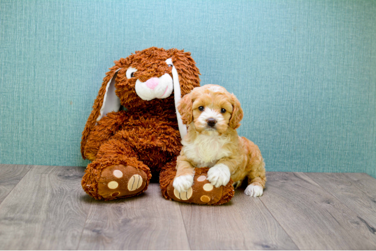 Energetic Cavoodle Poodle Mix Puppy