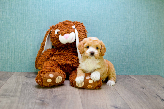 Energetic Cavoodle Poodle Mix Puppy