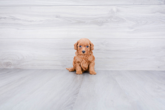 Best Mini Goldendoodle Baby