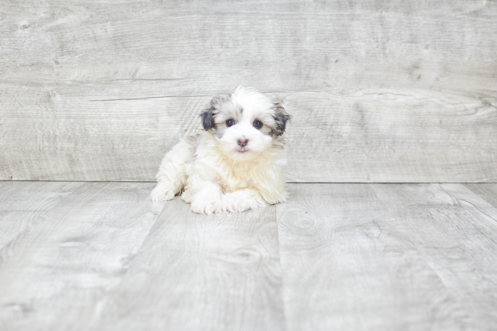 Little Havanese Baby