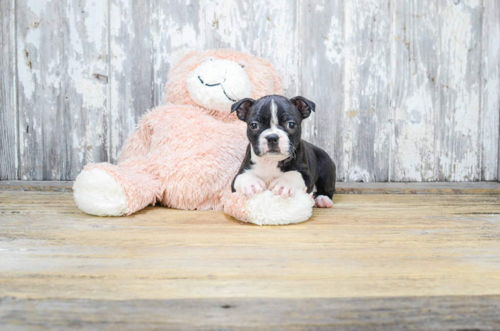 Boston Terrier Pup Being Cute