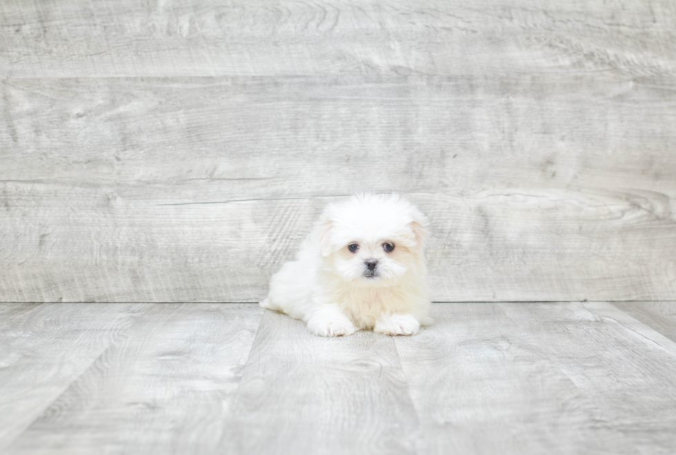 Petite Teddy Bear Designer Pup