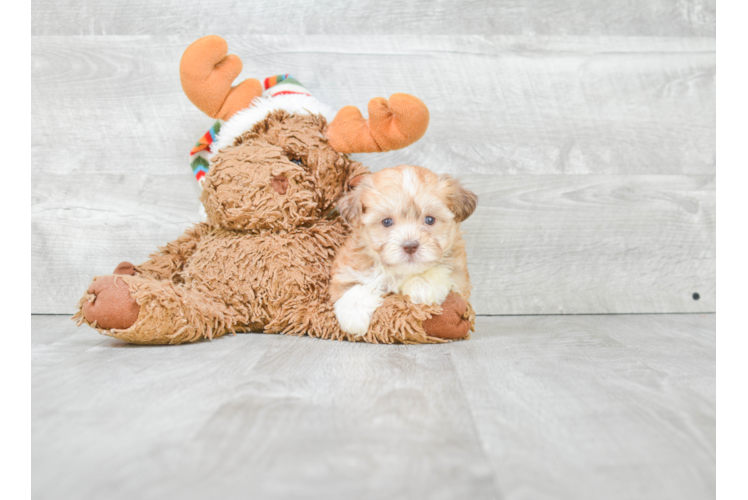 Best Havanese Baby