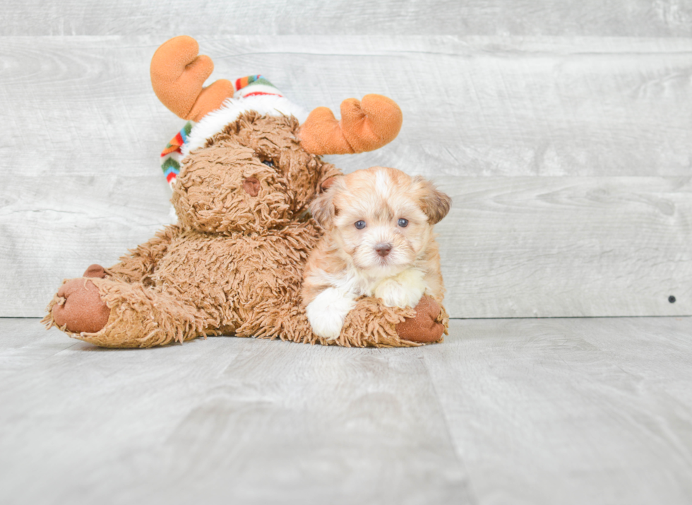 Best Havanese Baby