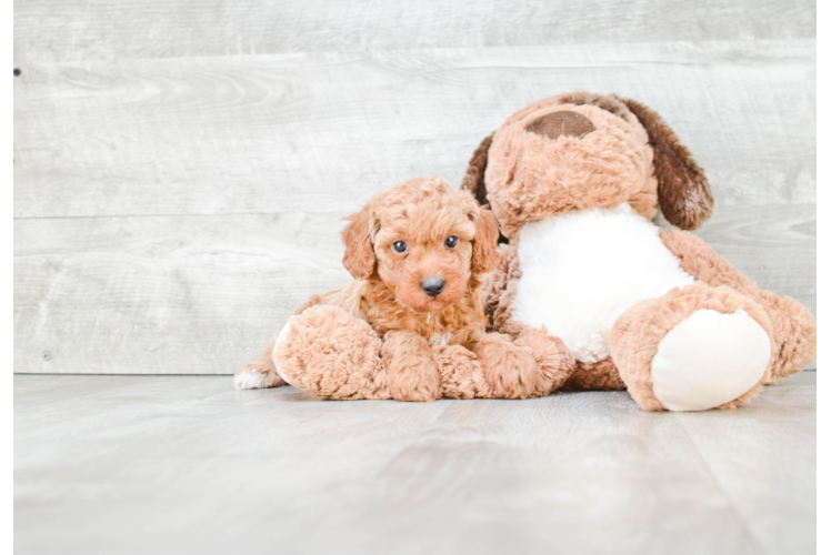 Friendly Poodle Purebred Pup