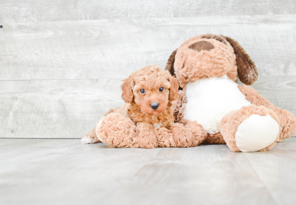 Friendly Poodle Purebred Pup