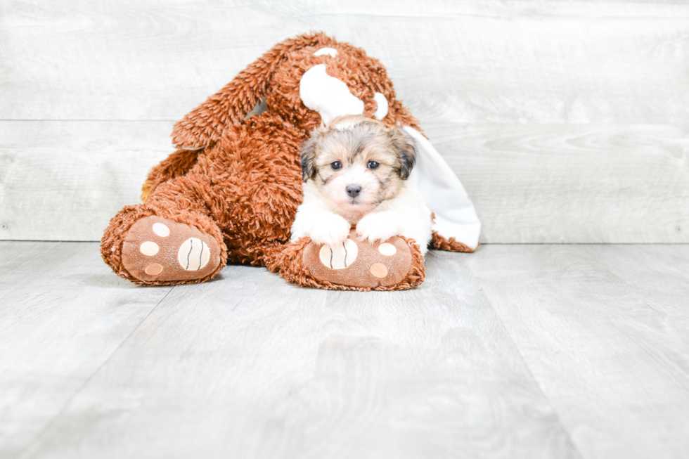 Happy Teddy Bear Baby