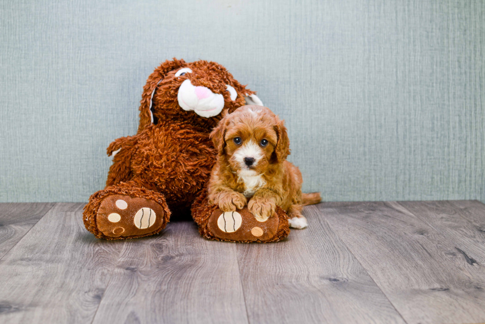 Popular Cavapoo Poodle Mix Pup