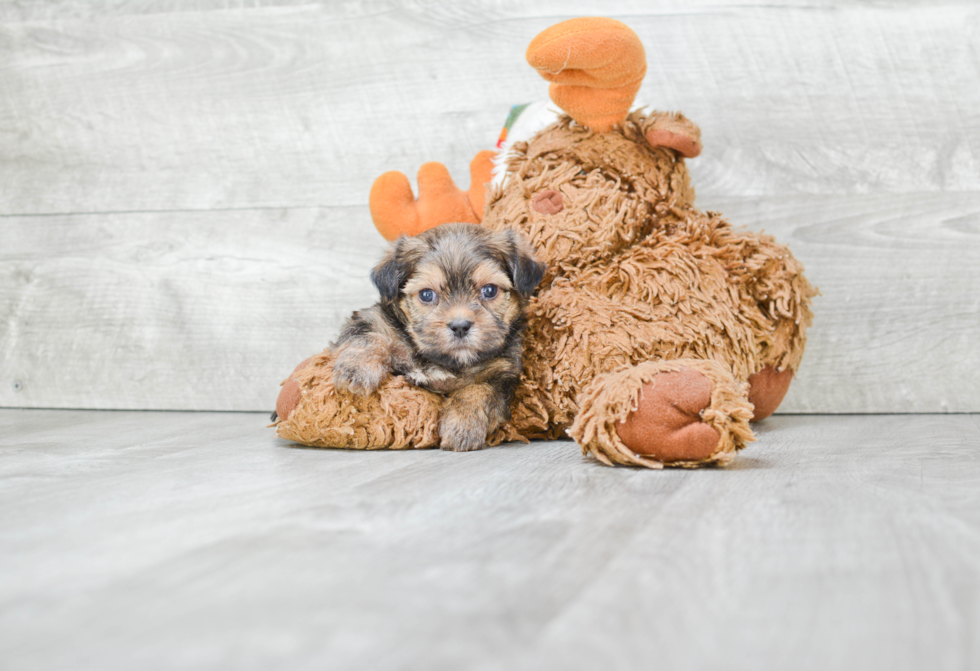 Little Shorkie Designer Puppy