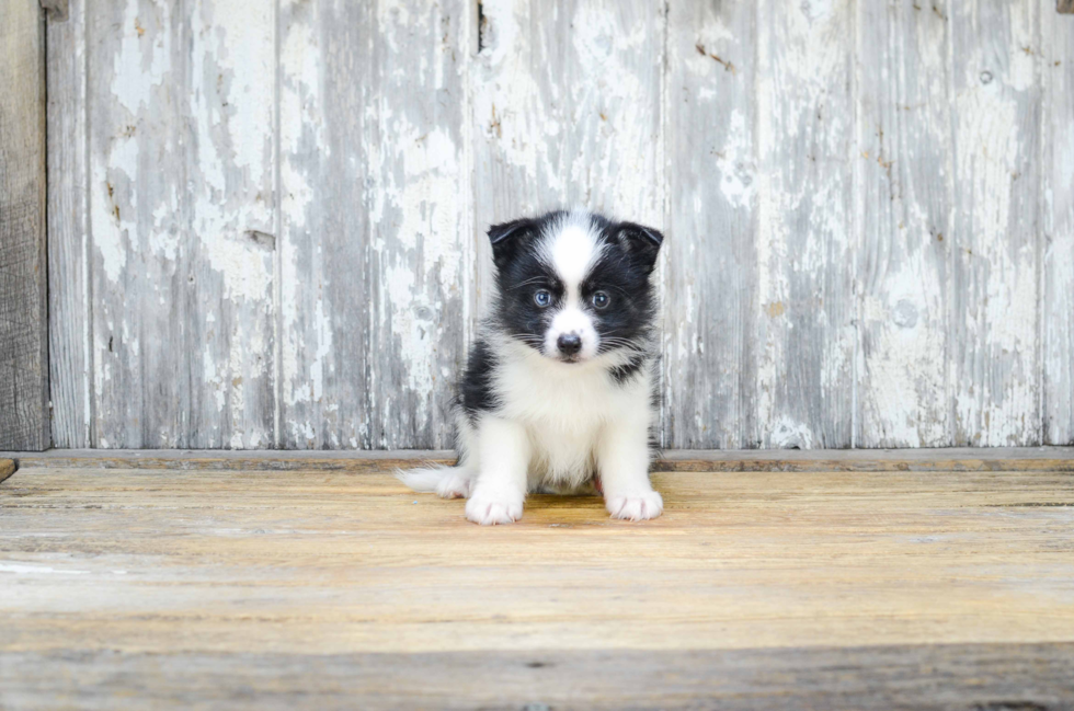 Best Pomsky Baby