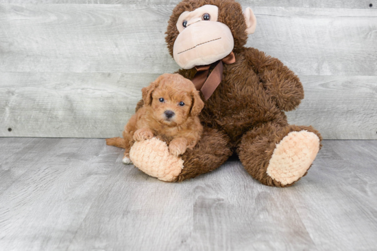 Little Maltepoo Poodle Mix Puppy