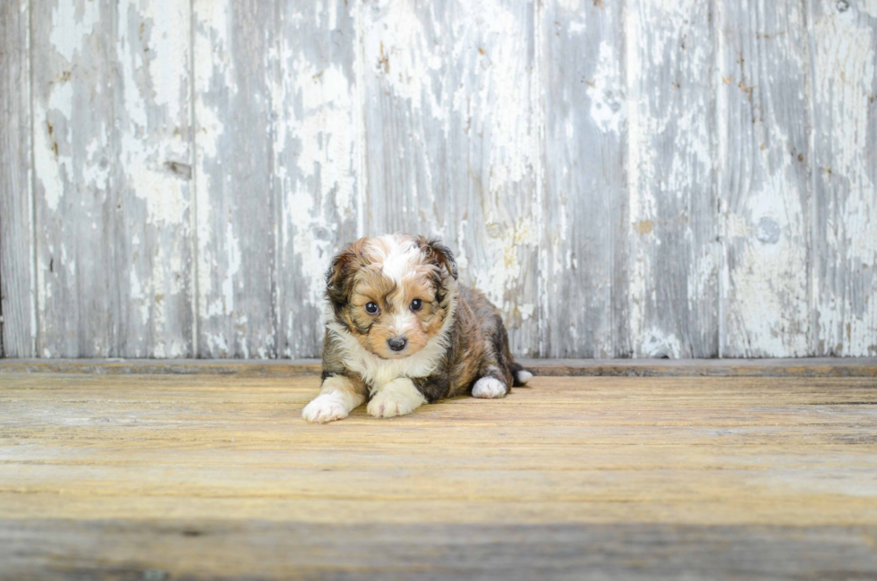 Cute Mini Sheltidoodle Baby