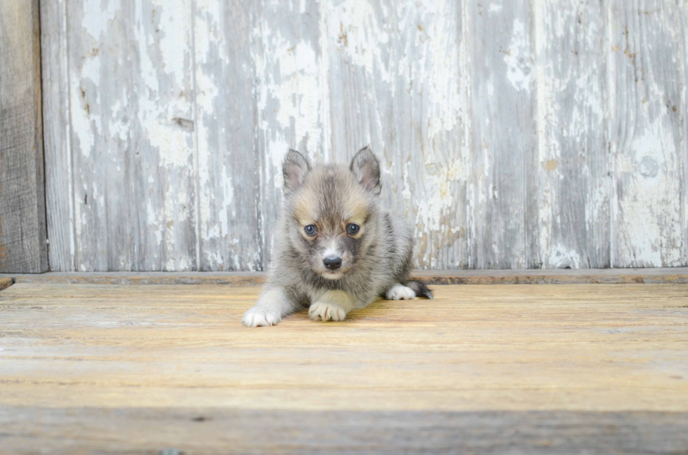 Pomsky Pup Being Cute