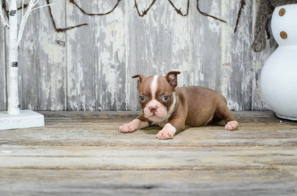 Boston Terrier Pup Being Cute