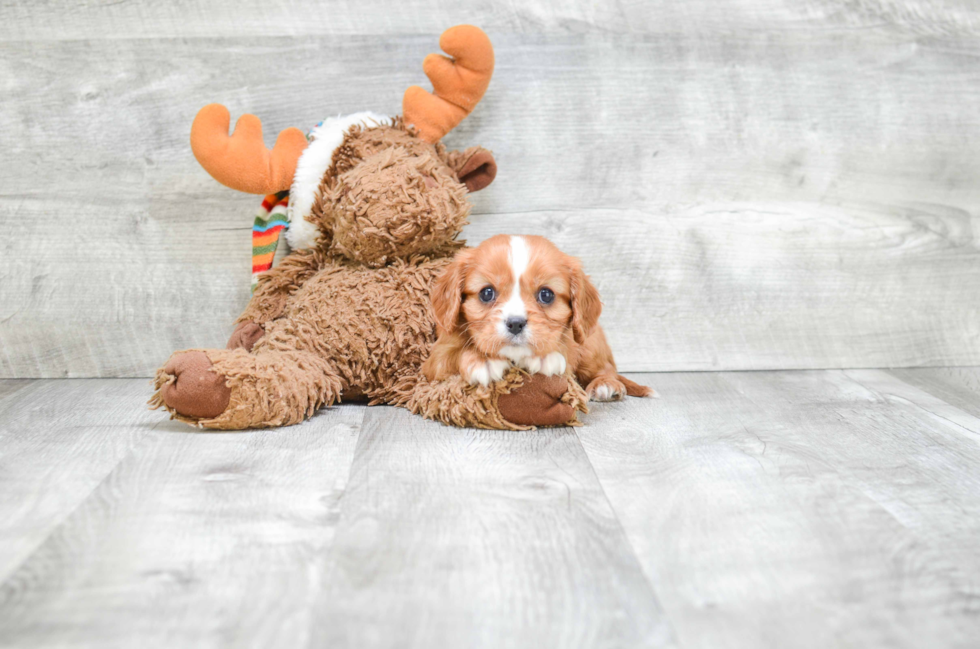 Friendly Cavalier King Charles Spaniel Purebred Pup