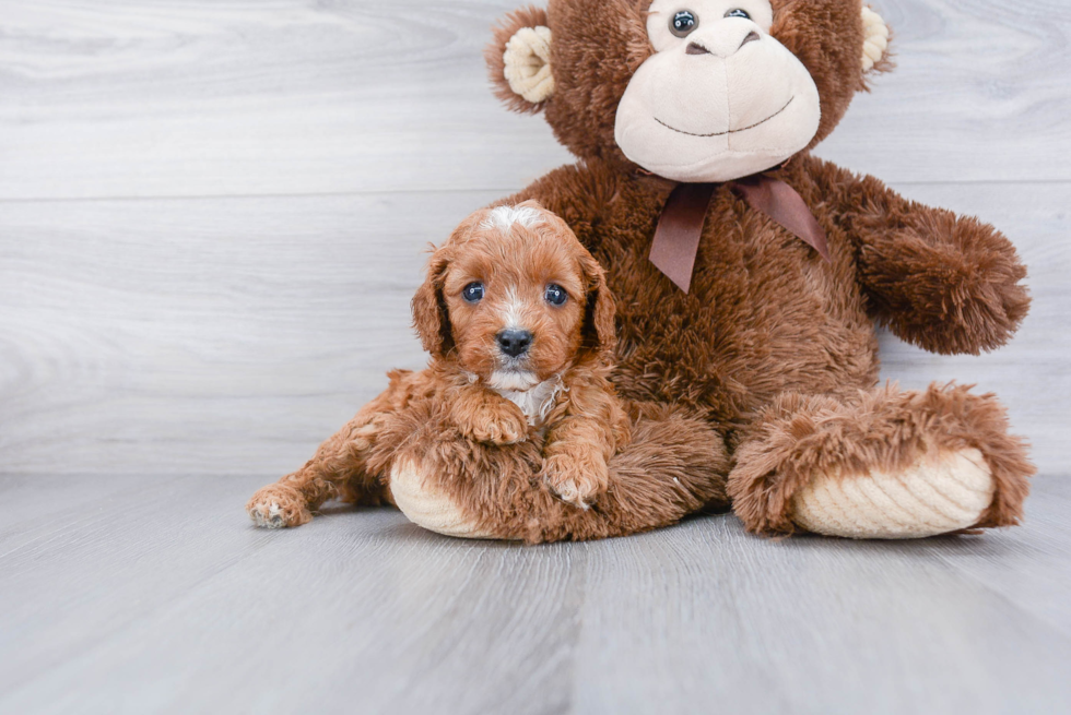 Happy Cavapoo Baby