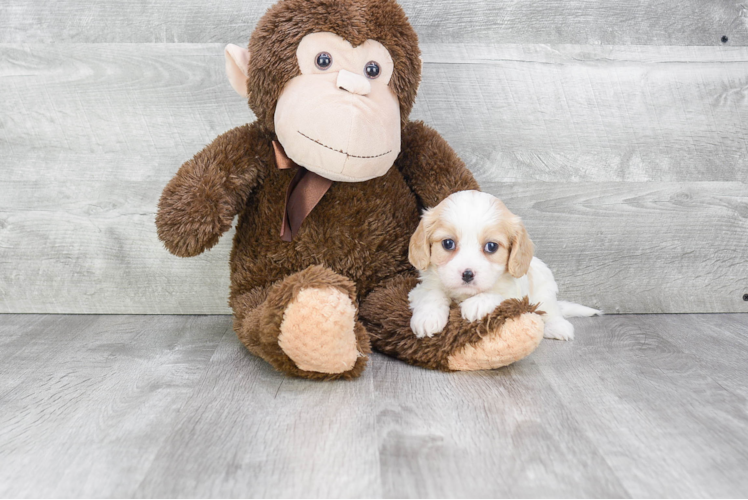 Cavachon Pup Being Cute