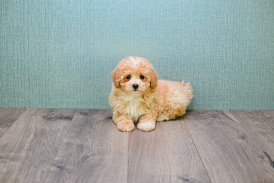 Best Cavapoo Baby