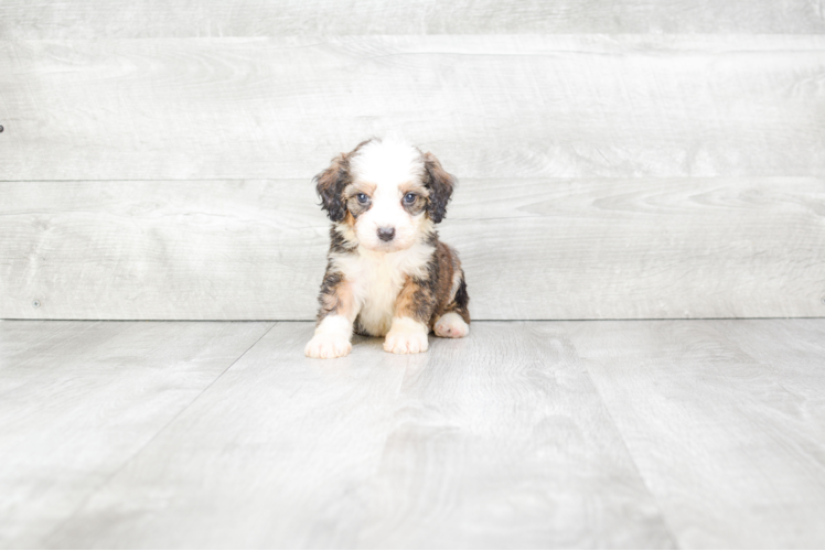 Mini Bernedoodle Puppy for Adoption