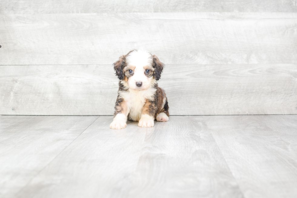 Mini Bernedoodle Puppy for Adoption