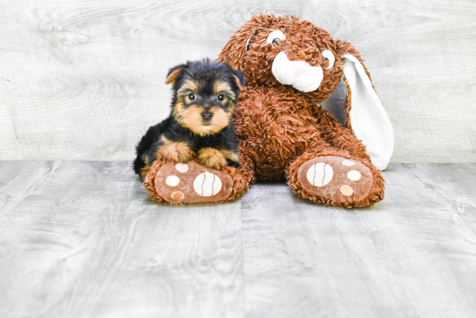 Meet Izzie - our Yorkshire Terrier Puppy Photo 