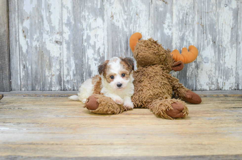 Best Morkie Baby