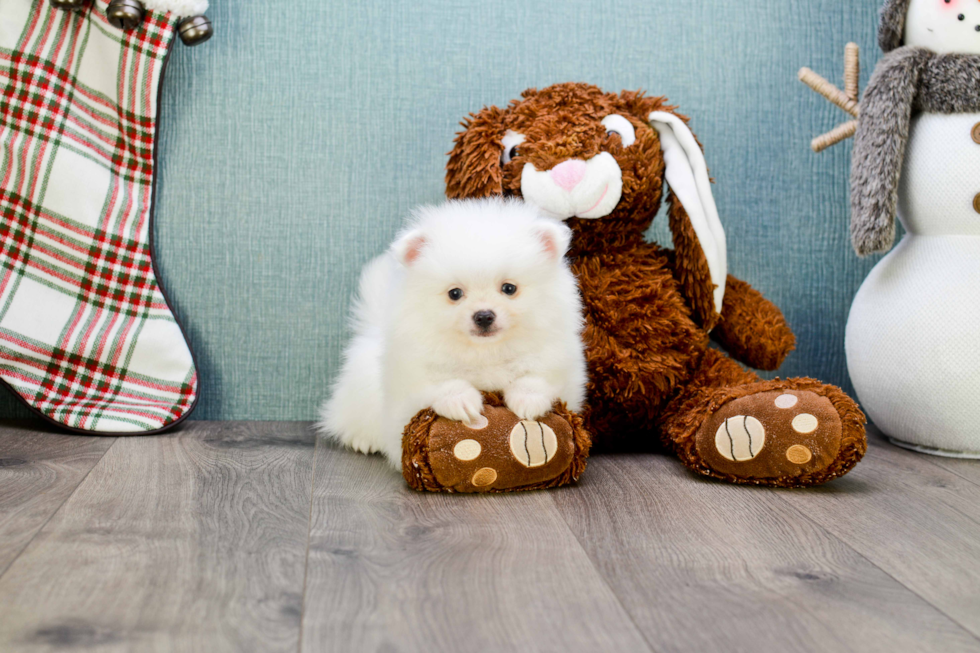 Funny Pomeranian Purebred Pup