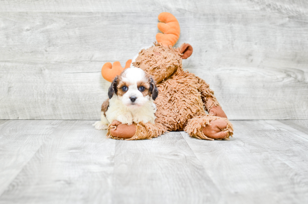 Cavapoo Puppy for Adoption