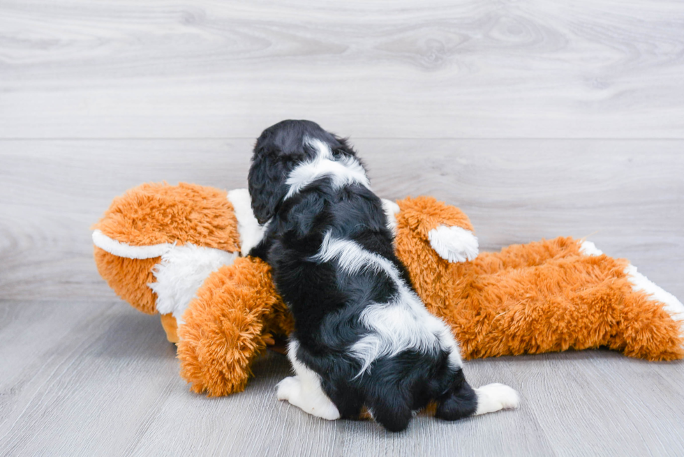 Cavalier King Charles Spaniel Pup Being Cute