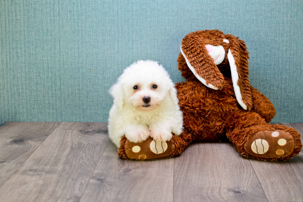 Playful Bichon Frise Baby