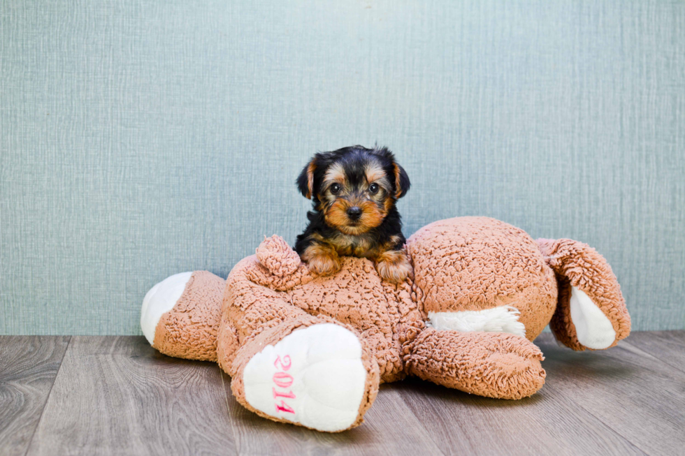 Meet Trigger - our Yorkshire Terrier Puppy Photo 