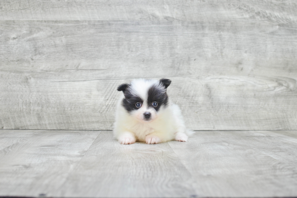 Hypoallergenic Pomeranian Purebred Pup