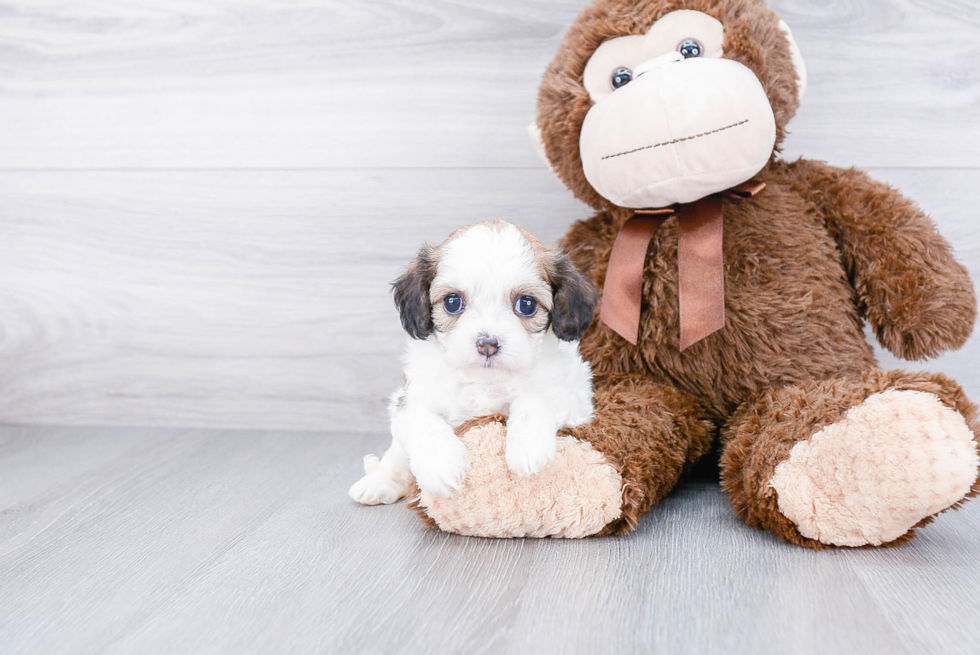 Sweet Cavachon Baby