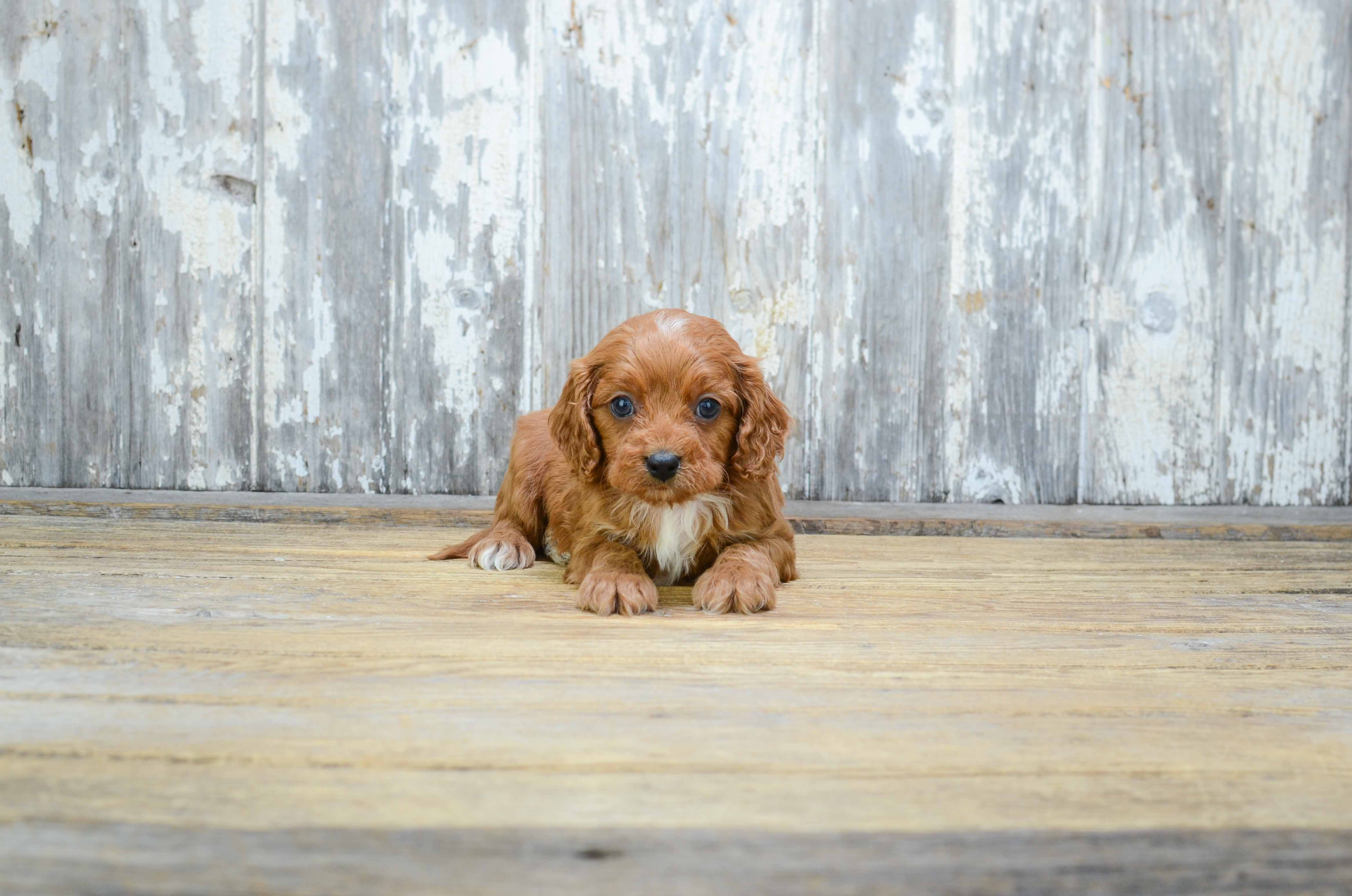 Playful Cavoodle Poodle Mix Puppy