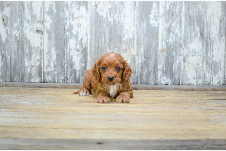 Playful Cavoodle Poodle Mix Puppy