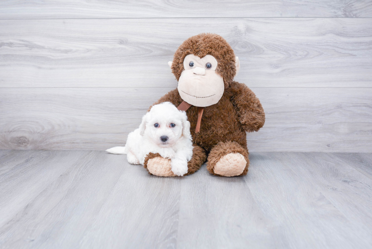 Sweet Bichon Frise Purebred Puppy