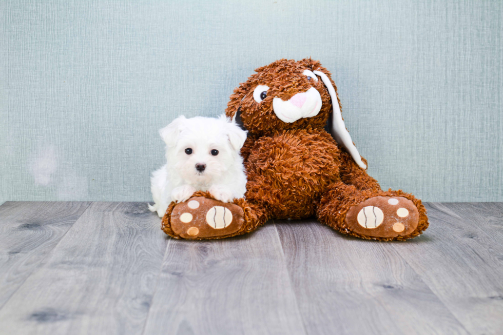 Cute Maltese Purebred Puppy