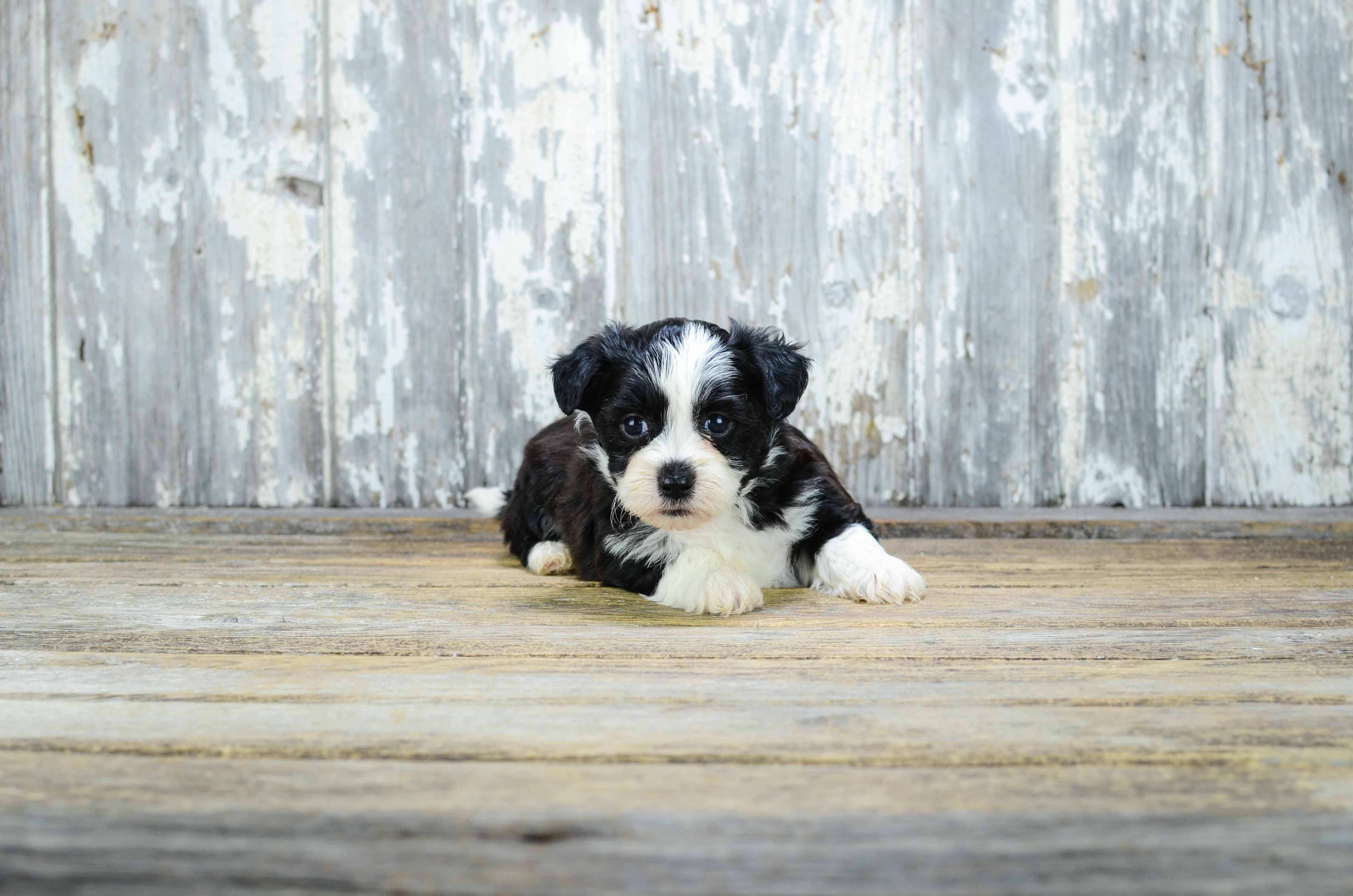 Petite Teddy Bear Designer Pup