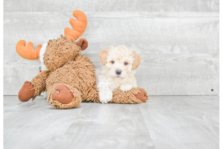 Happy Maltipoo Baby