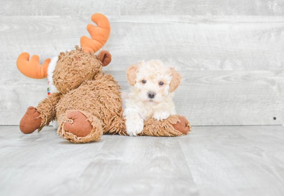 Happy Maltipoo Baby