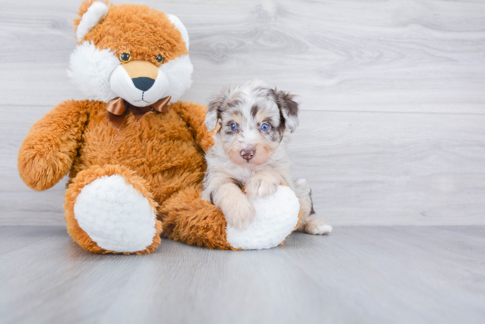 Happy Mini Aussiedoodle Baby