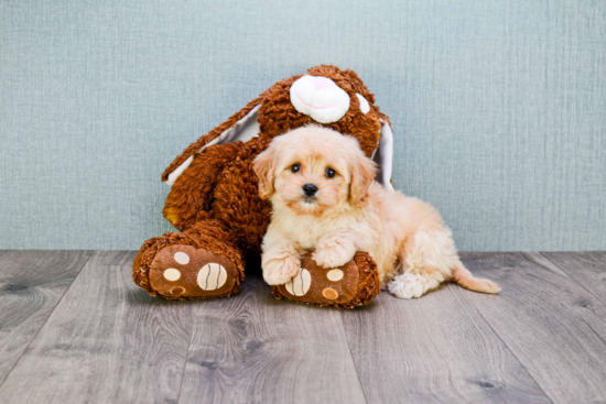 Cavachon Puppy for Adoption