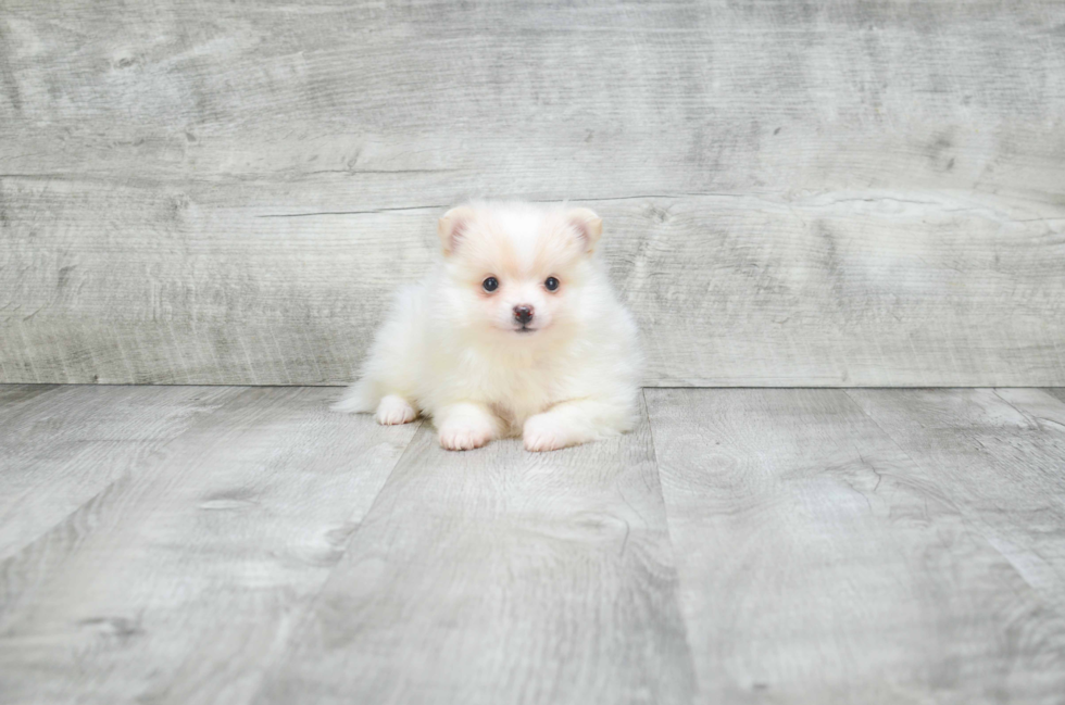 Small Pomeranian Purebred Pup