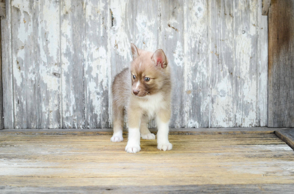 Best Pomsky Baby