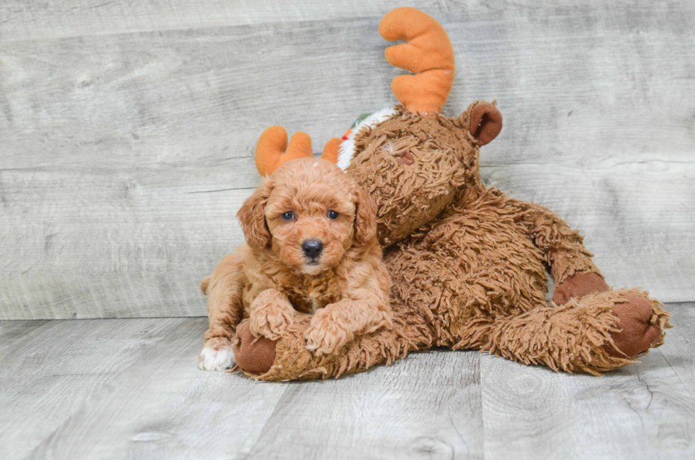 Cavapoo Puppy for Adoption