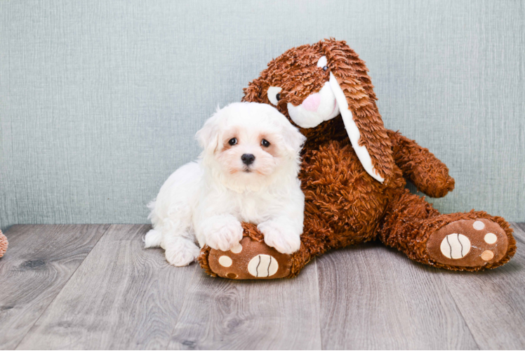 Best Maltipoo Baby