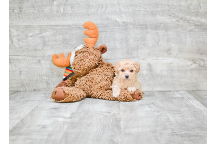 Little Maltepoo Poodle Mix Puppy